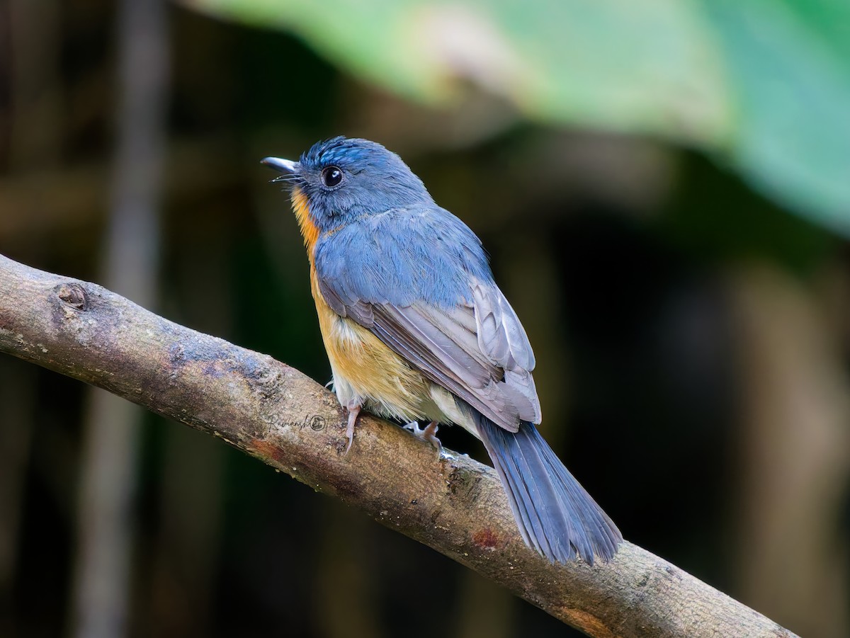 山藍仙鶲 - ML646685689