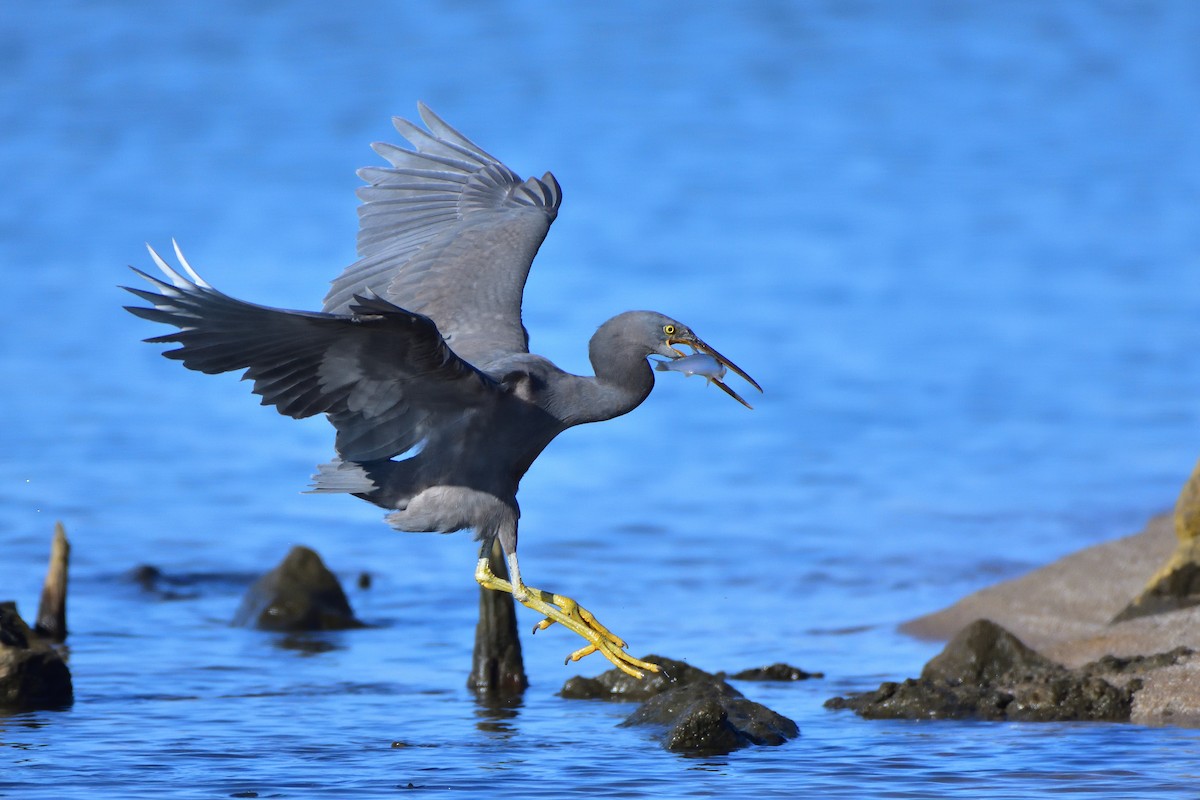 岩鷺 - ML646685694