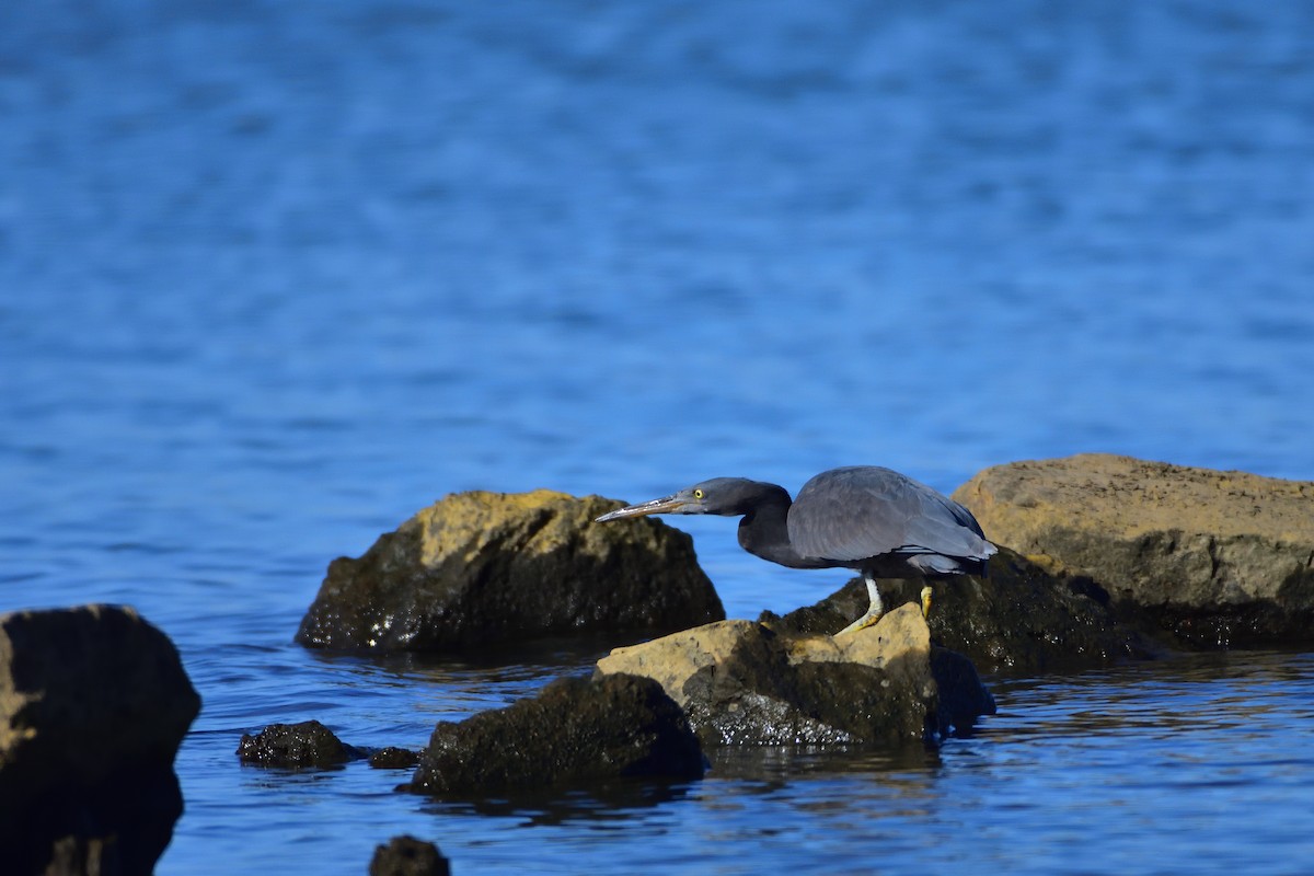 岩鷺 - ML646685695