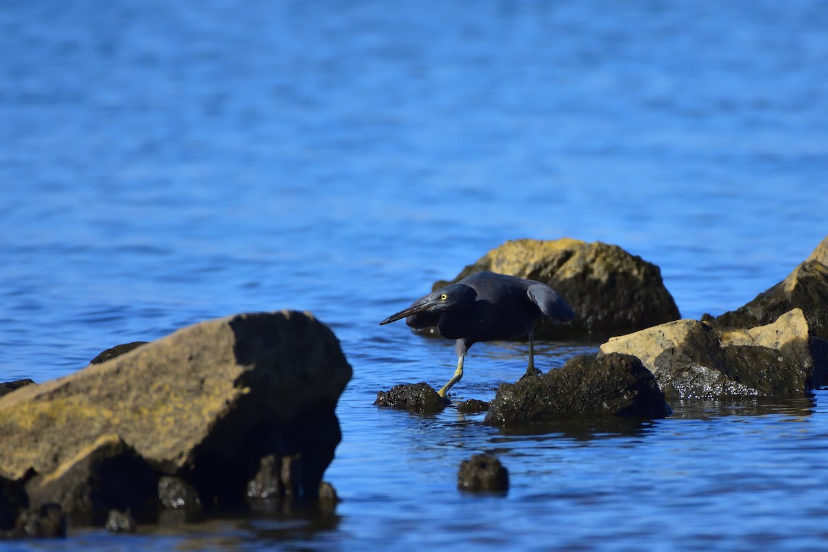 岩鷺 - ML646685697