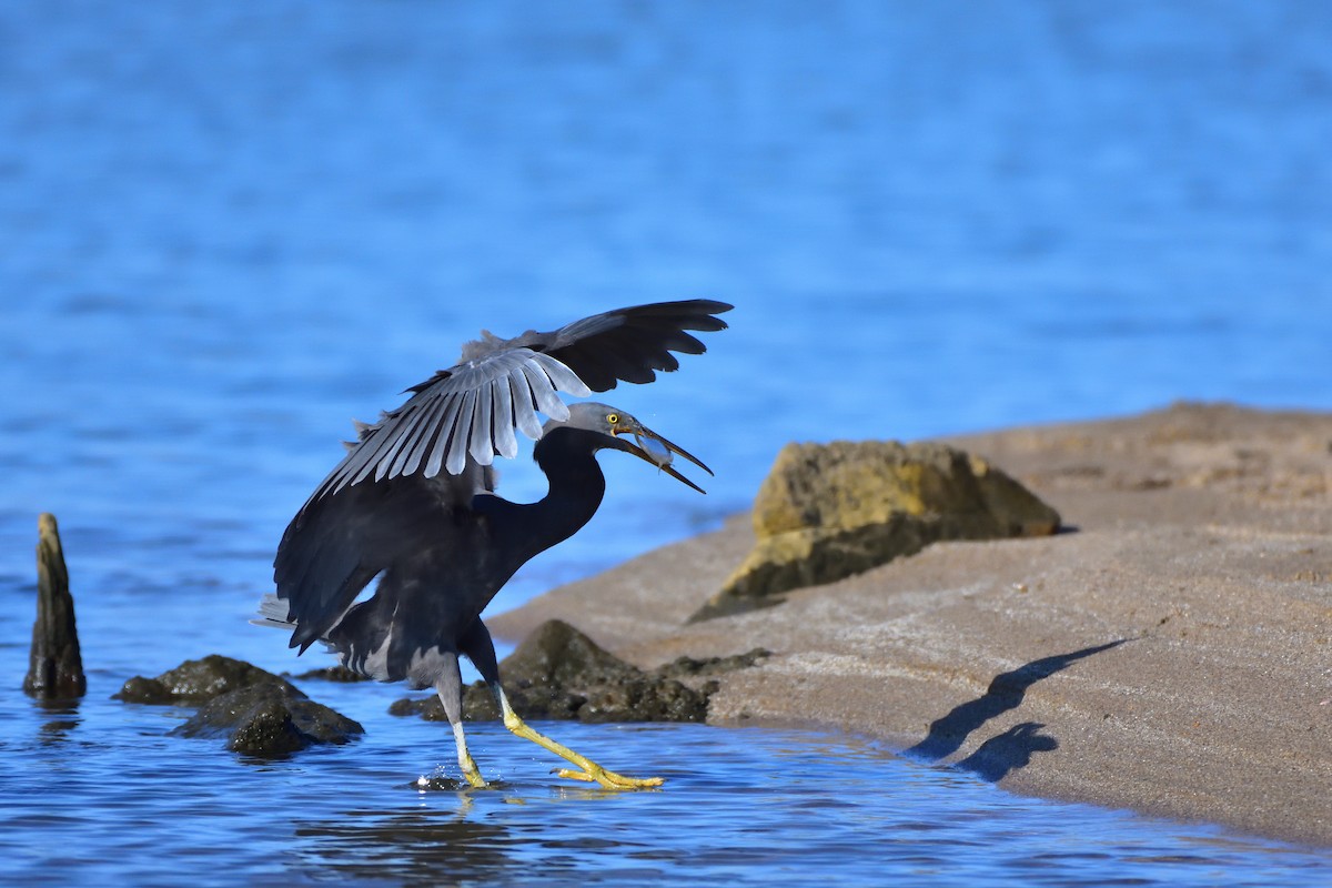 岩鷺 - ML646685700
