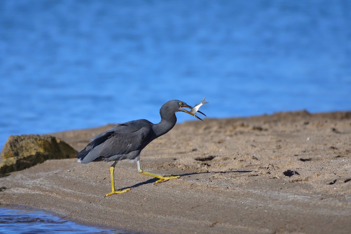 岩鷺 - ML646685701
