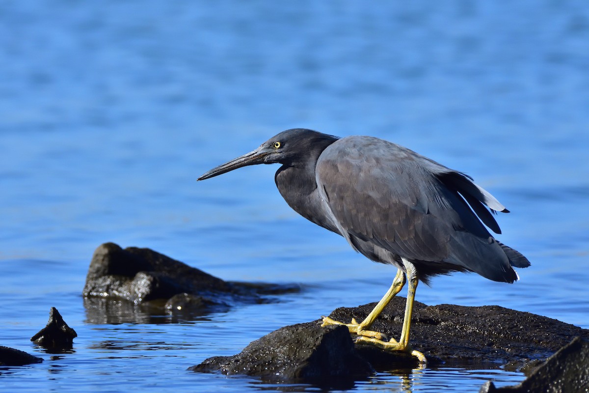 岩鷺 - ML646685702