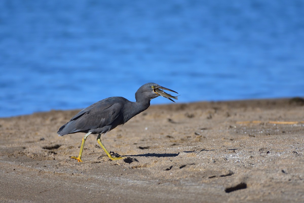 岩鷺 - ML646685703
