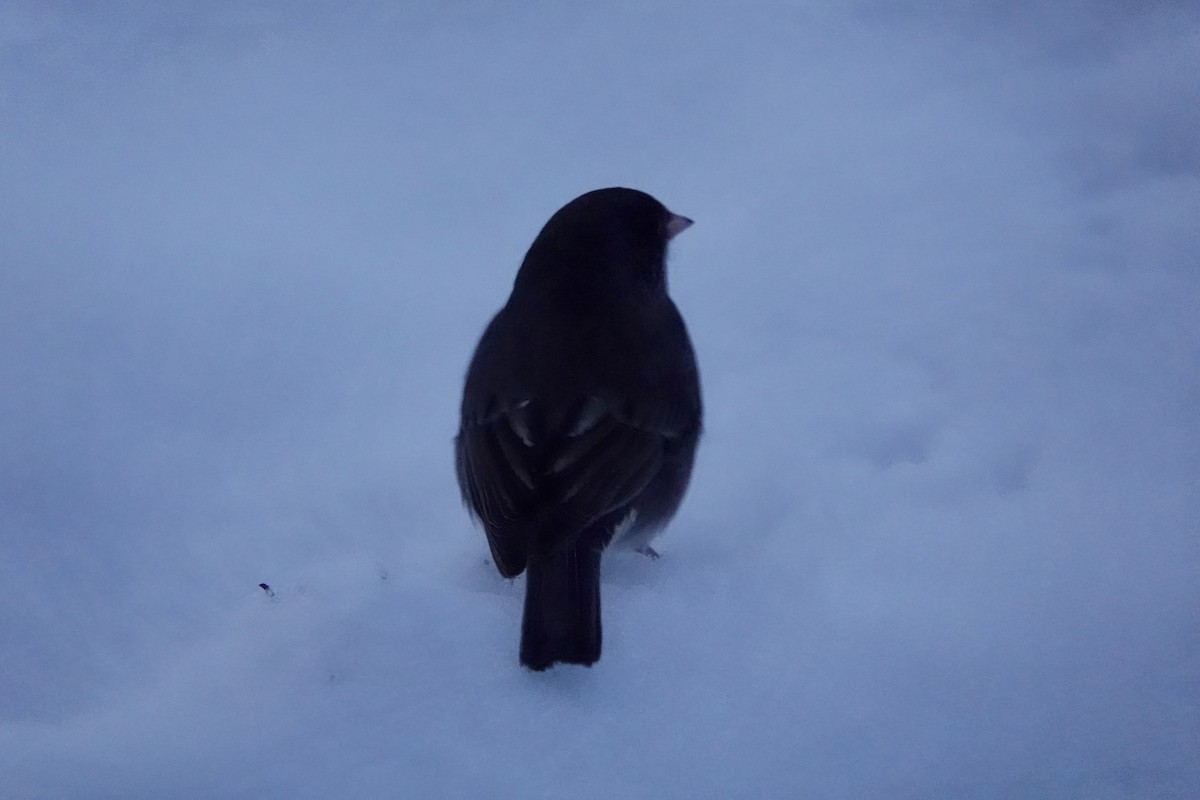 Dark-eyed Junco - ML646685705