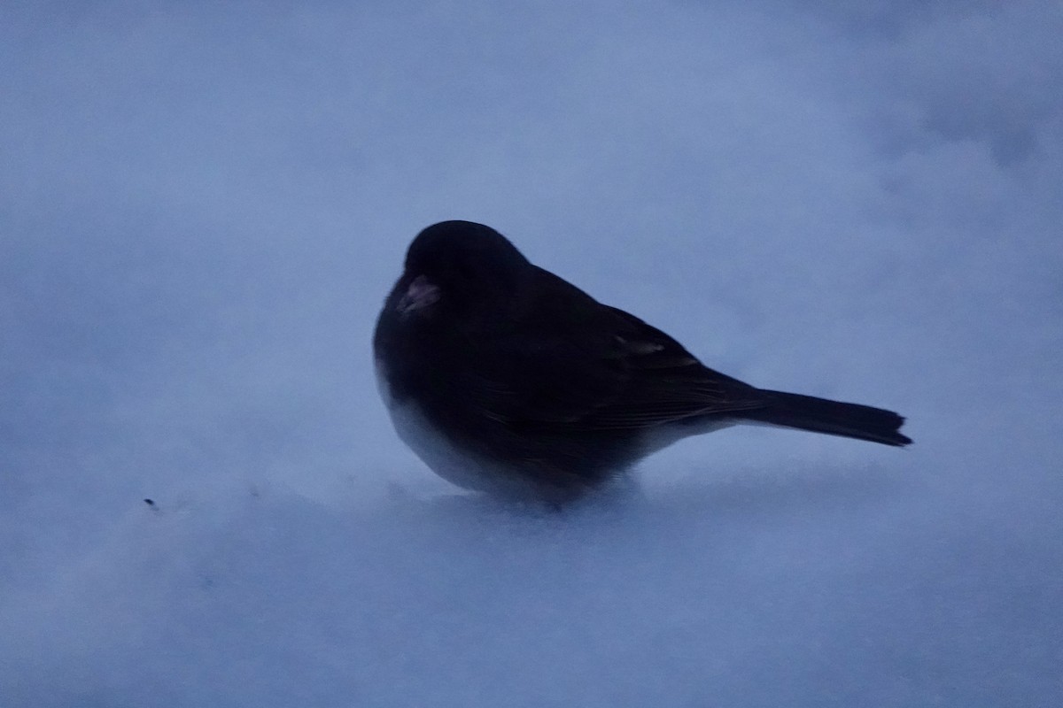 Dark-eyed Junco - ML646685706