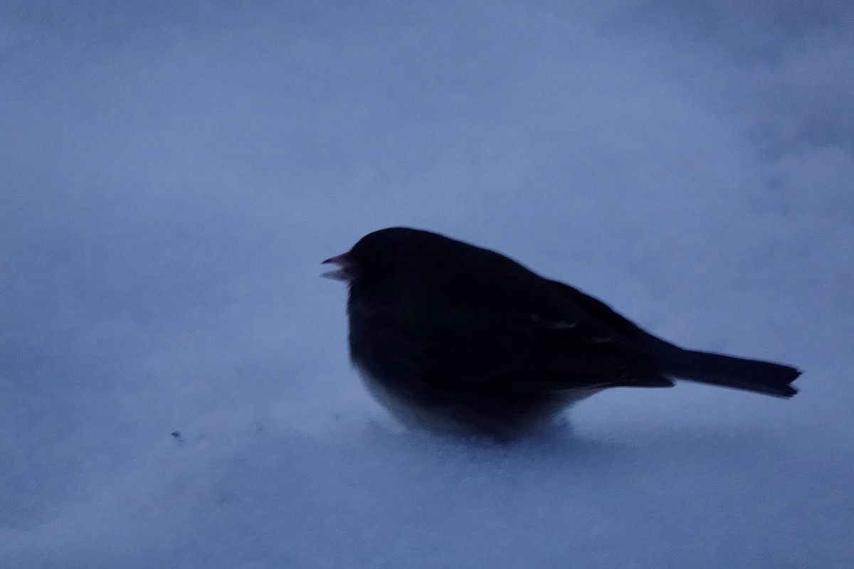 Dark-eyed Junco - ML646685707