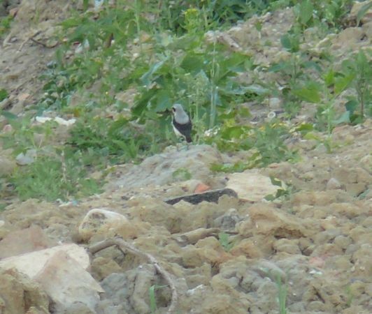 Collalba Gris - ML646685708