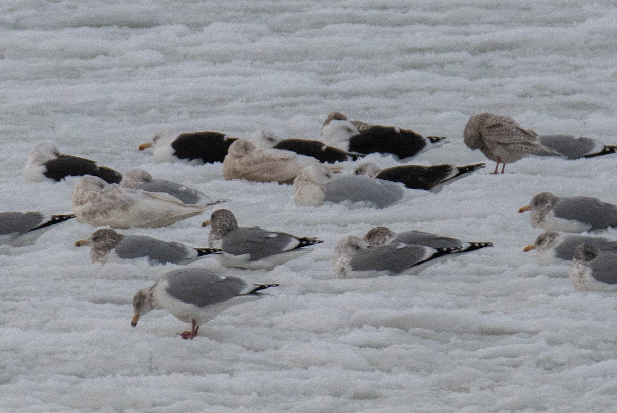 Kaio beltza - ML646685712