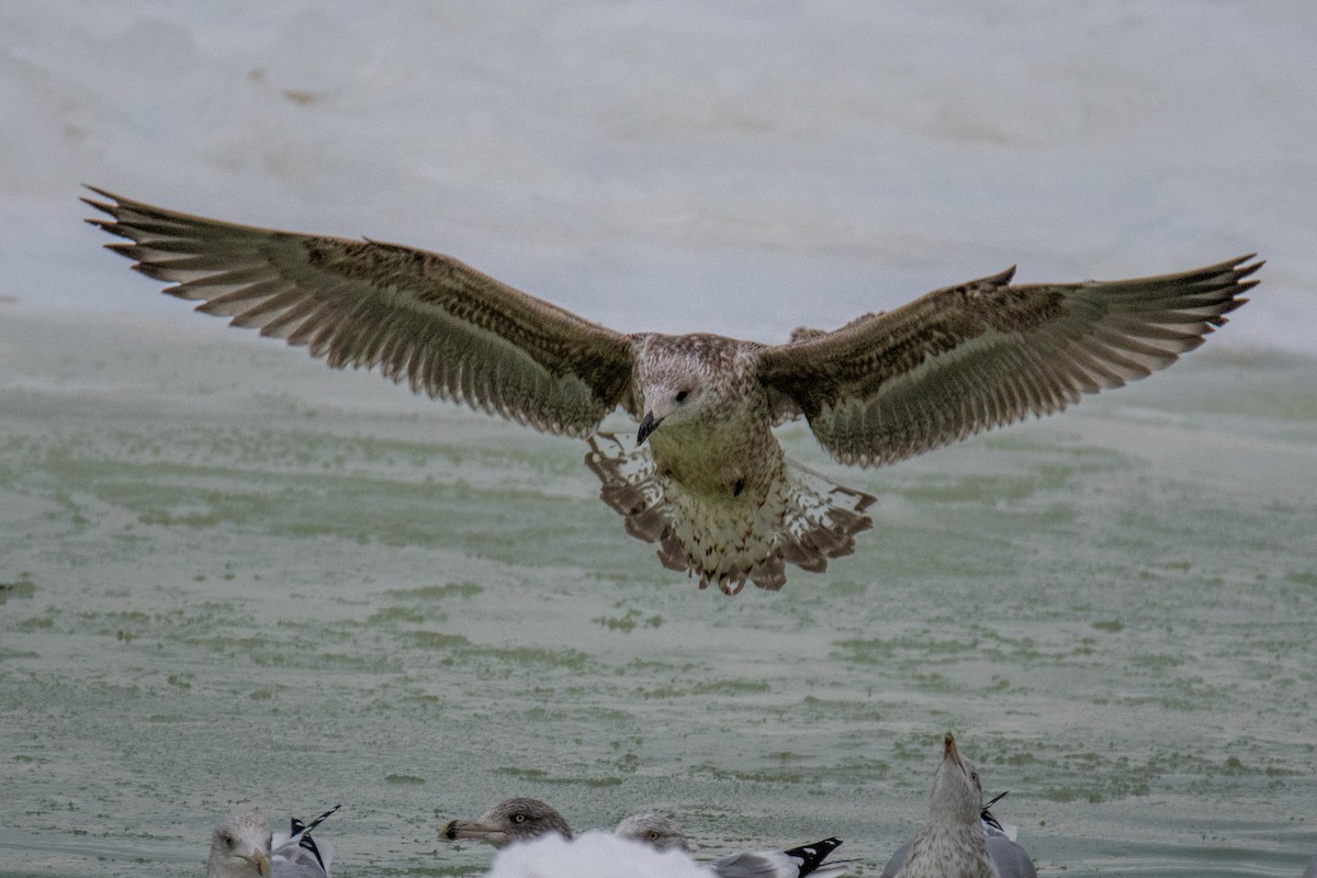 Kaio beltza - ML646685713