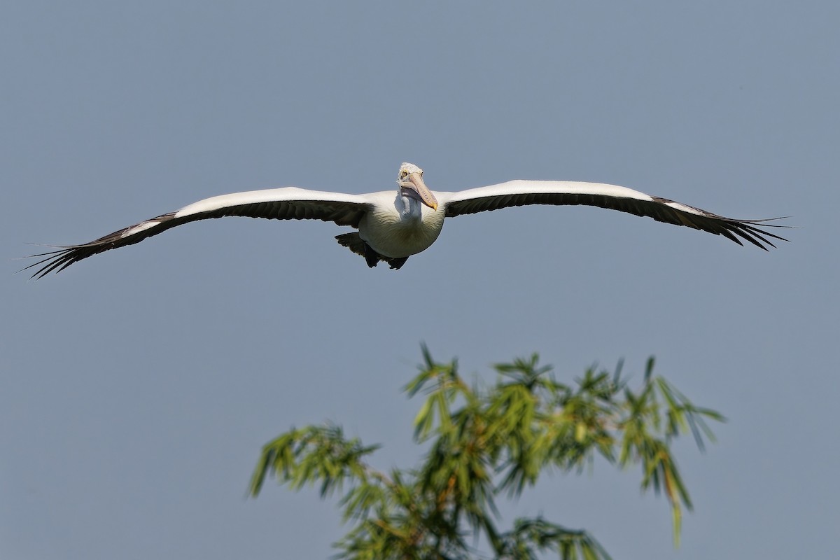 Pelikano tantoduna - ML646685717