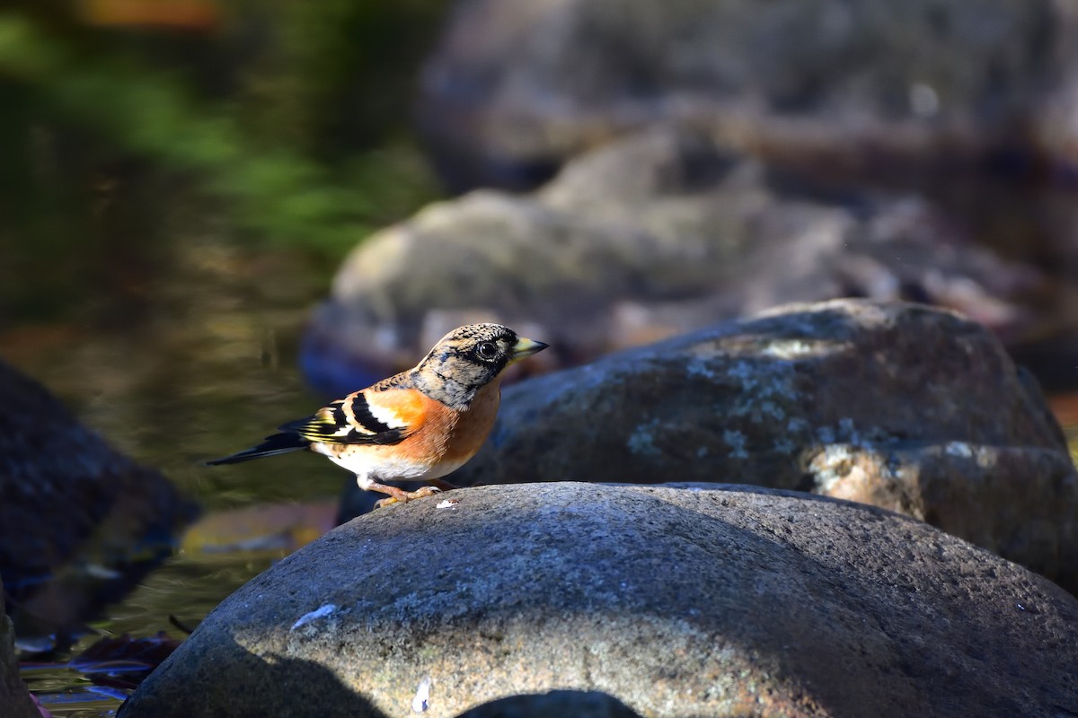 花雀 - ML646685718