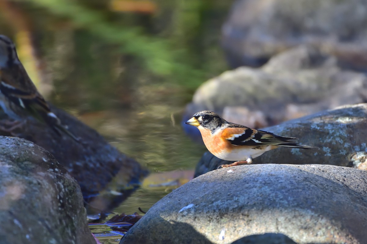 花雀 - ML646685719