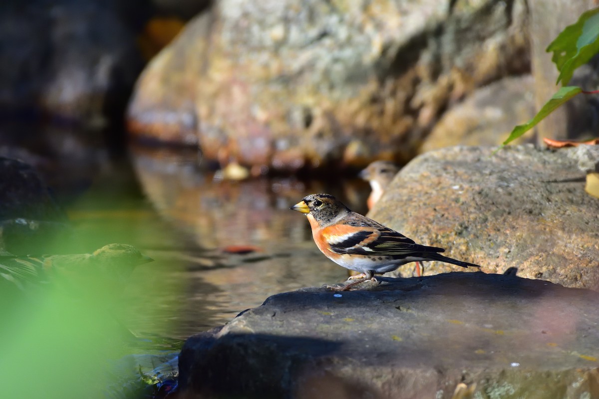 花雀 - ML646685720