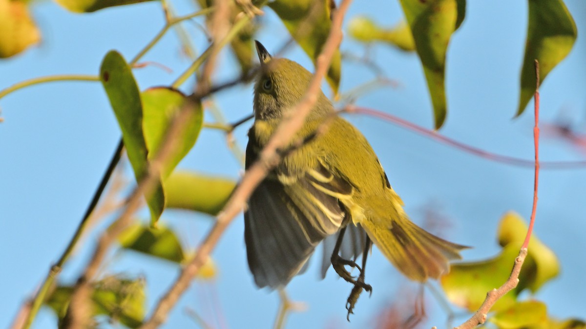 ויראו לבן-עין - ML646685723