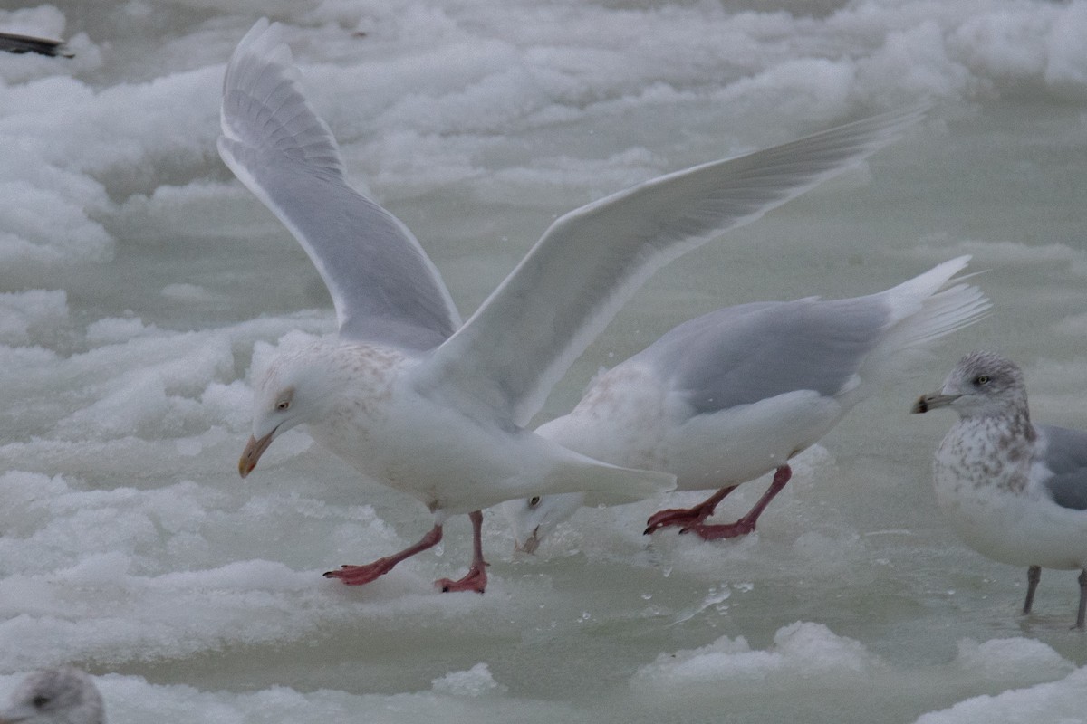 Ipar-kaioa - ML646685732