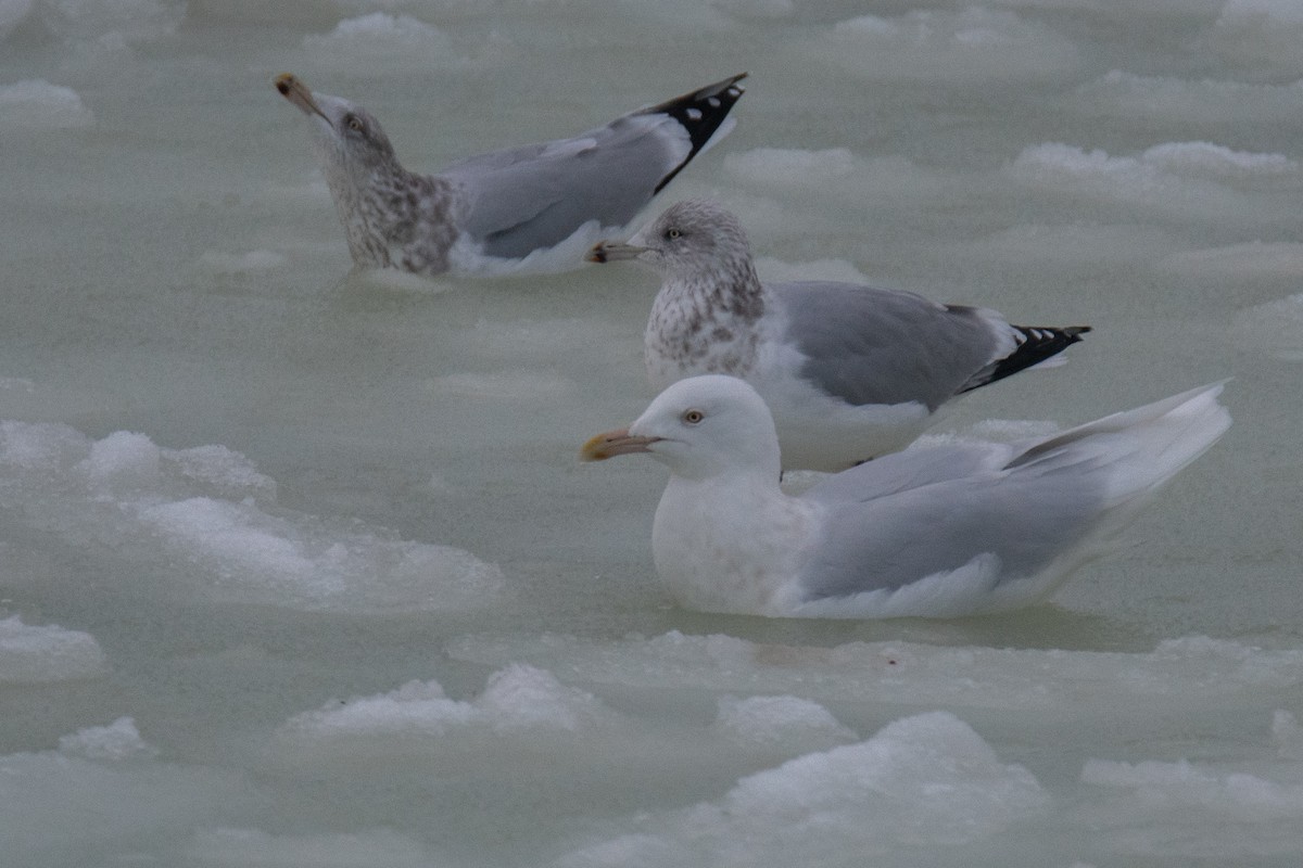 Ipar-kaioa - ML646685733