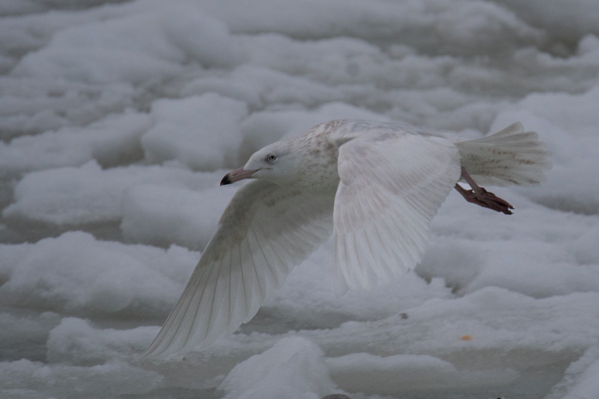 Ipar-kaioa - ML646685734