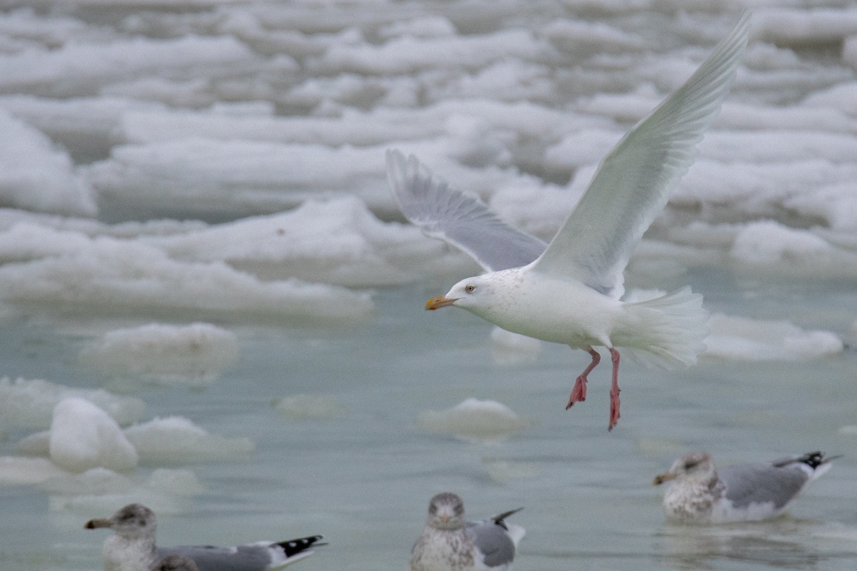 Ipar-kaioa - ML646685735