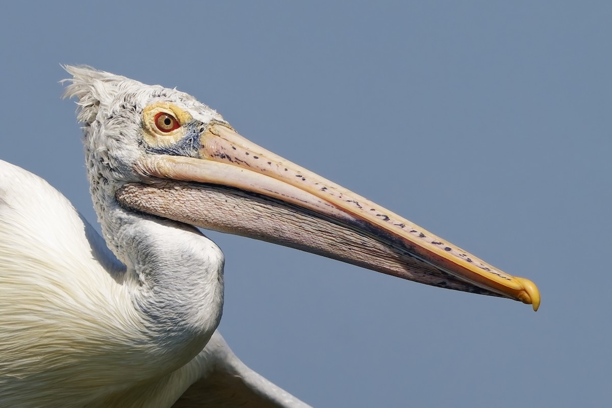 Pelikano tantoduna - ML646685736