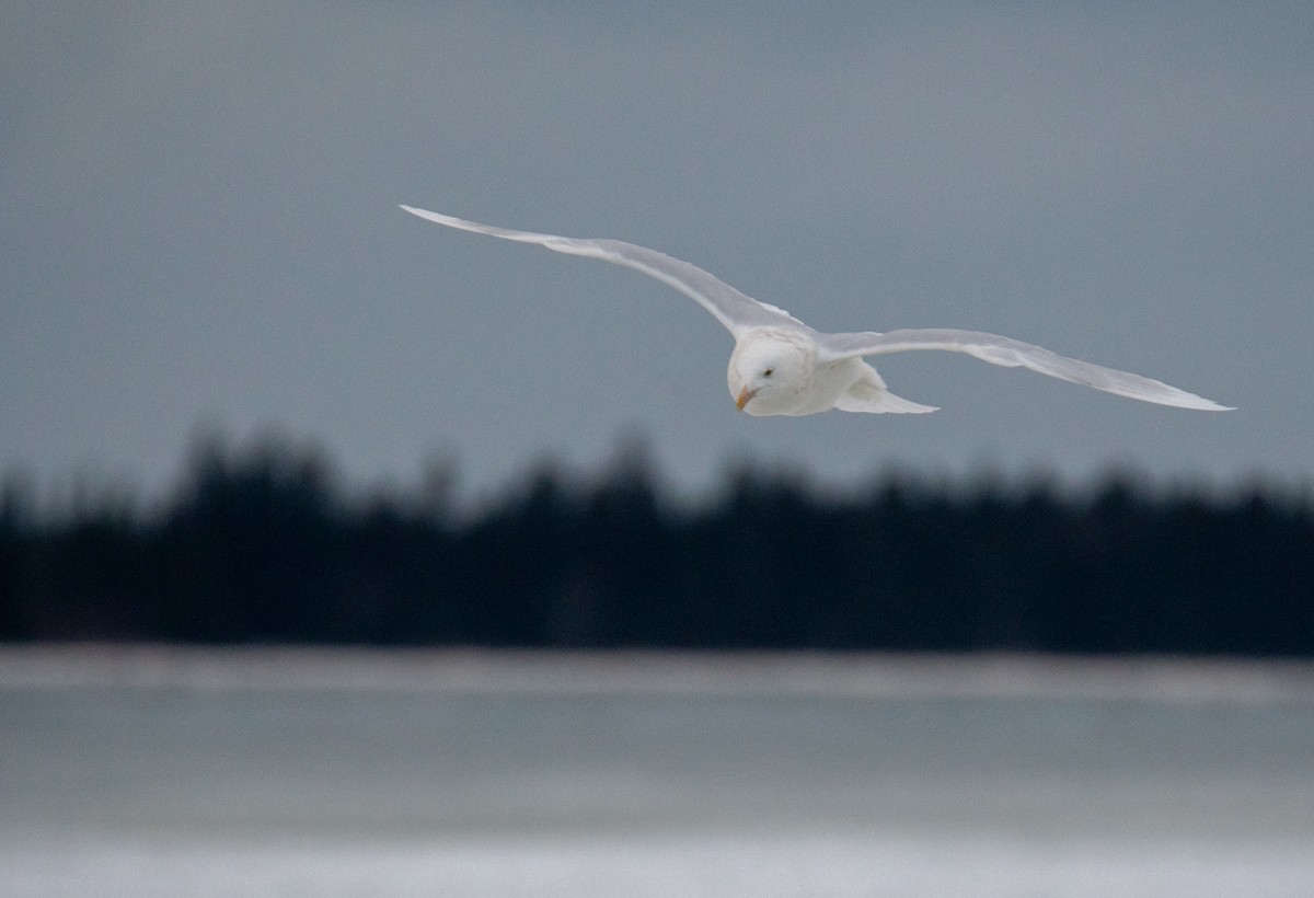 Ipar-kaioa - ML646685737