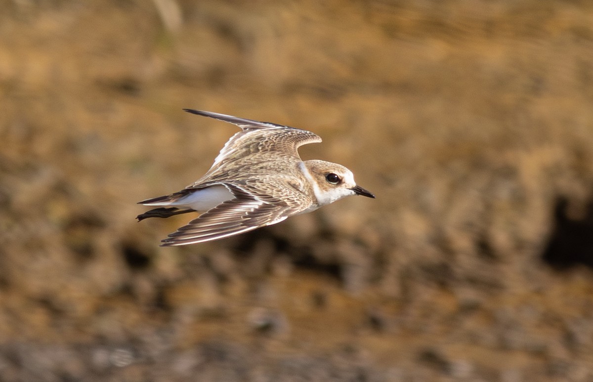 hvitbrystlo - ML646685738