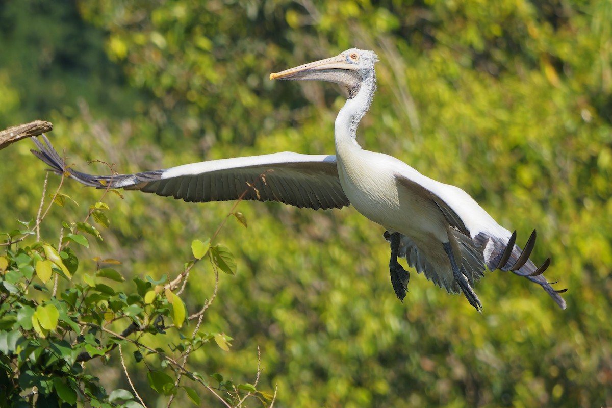 Pelikano tantoduna - ML646685739