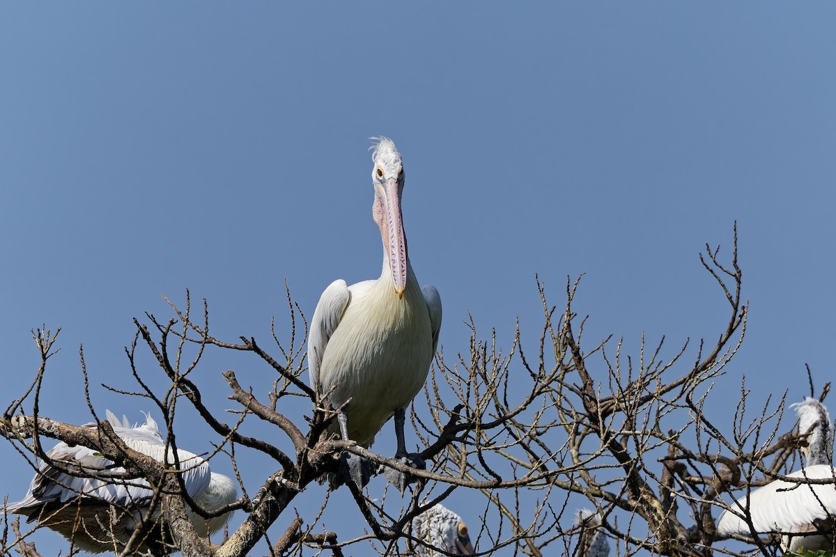 Pelikano tantoduna - ML646685740