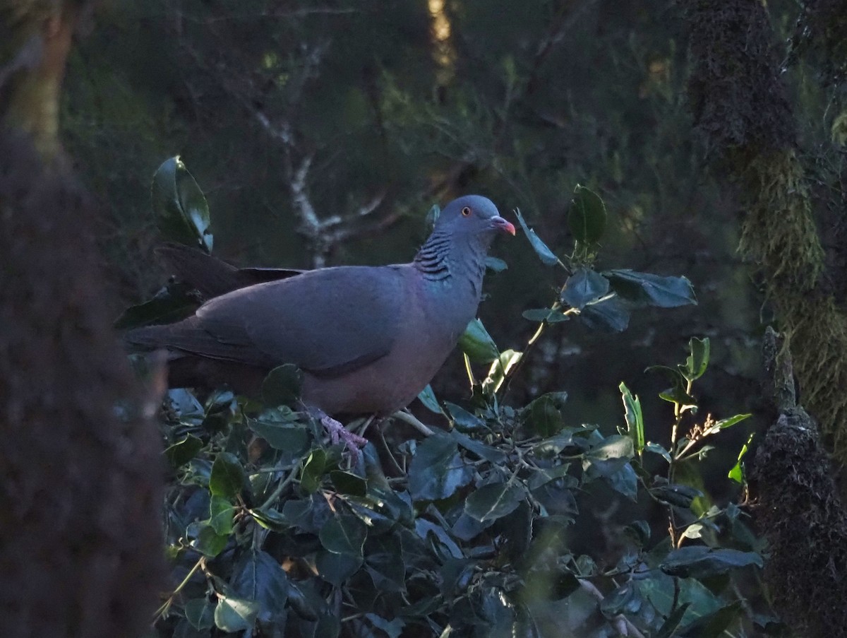 Bolle's Pigeon - ML646685741