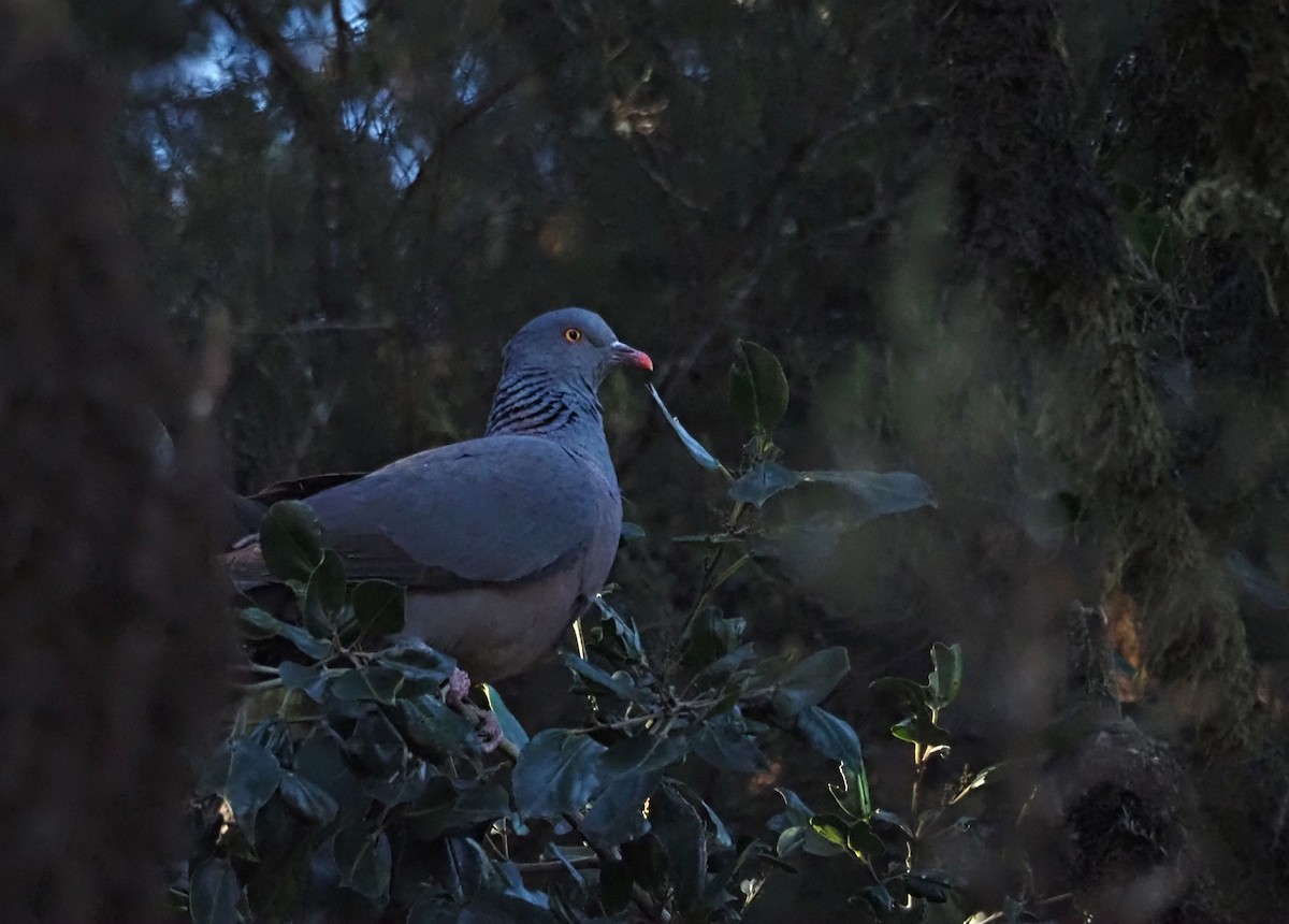 Bolle's Pigeon - ML646685742