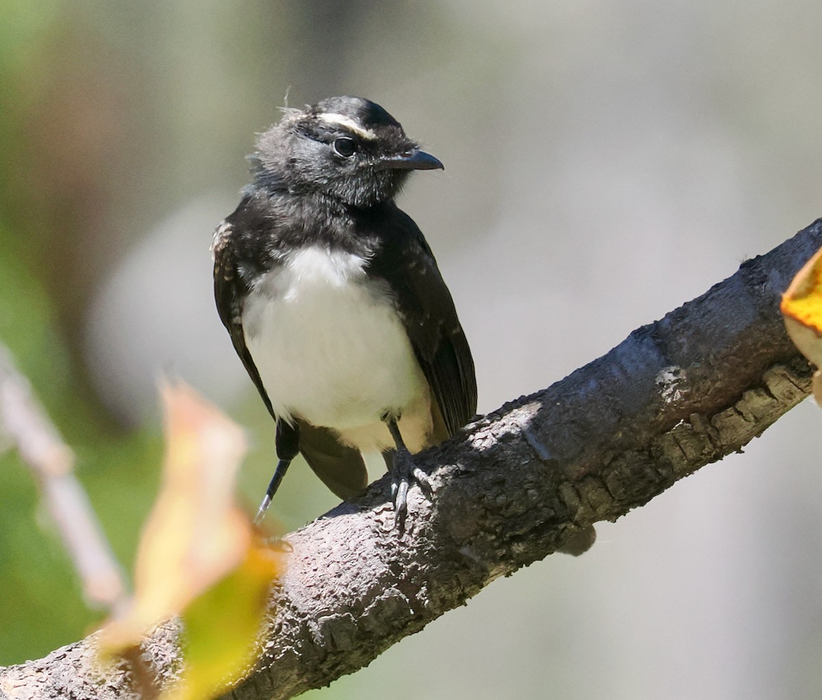 Willie-wagtail - ML646685745