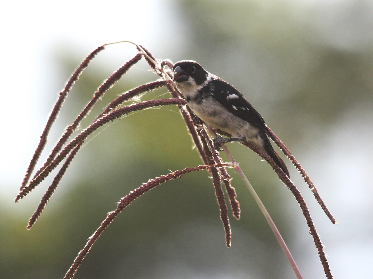 Ak Kanatlı Tohumcul - ML646685747