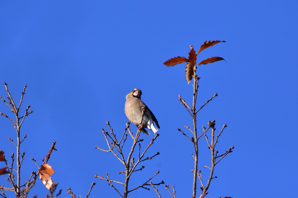 臘嘴雀 - ML646685748