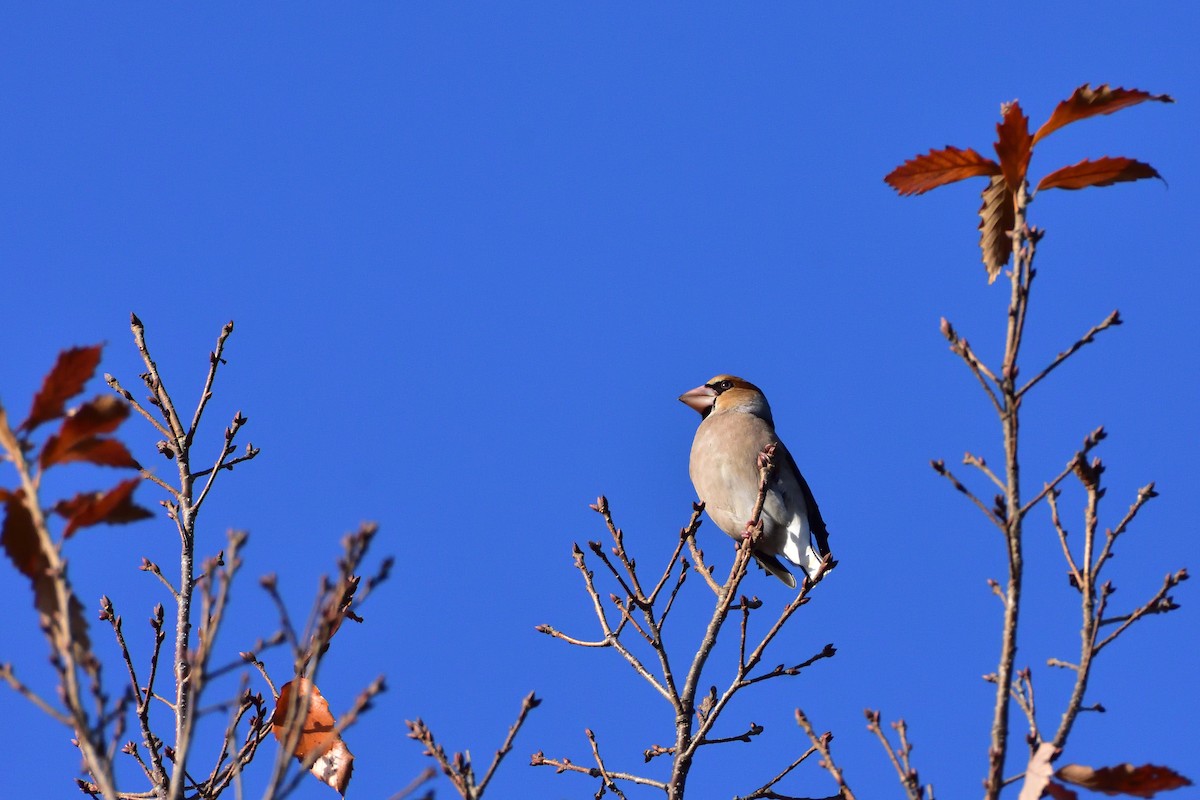 臘嘴雀 - ML646685749
