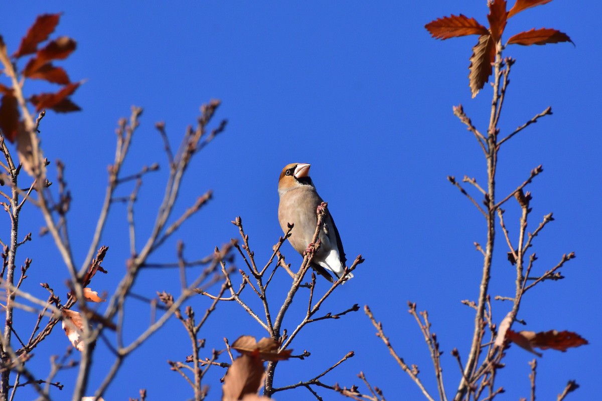 臘嘴雀 - ML646685750