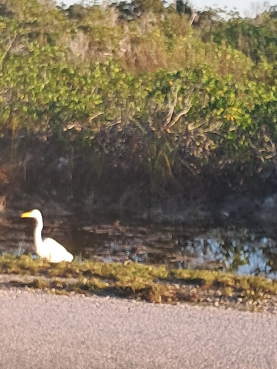 Great Egret - ML646685751