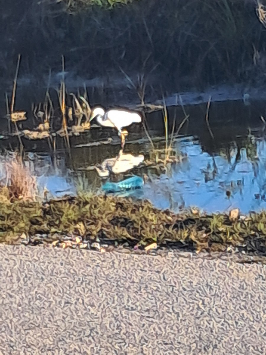 Great Egret - ML646685752