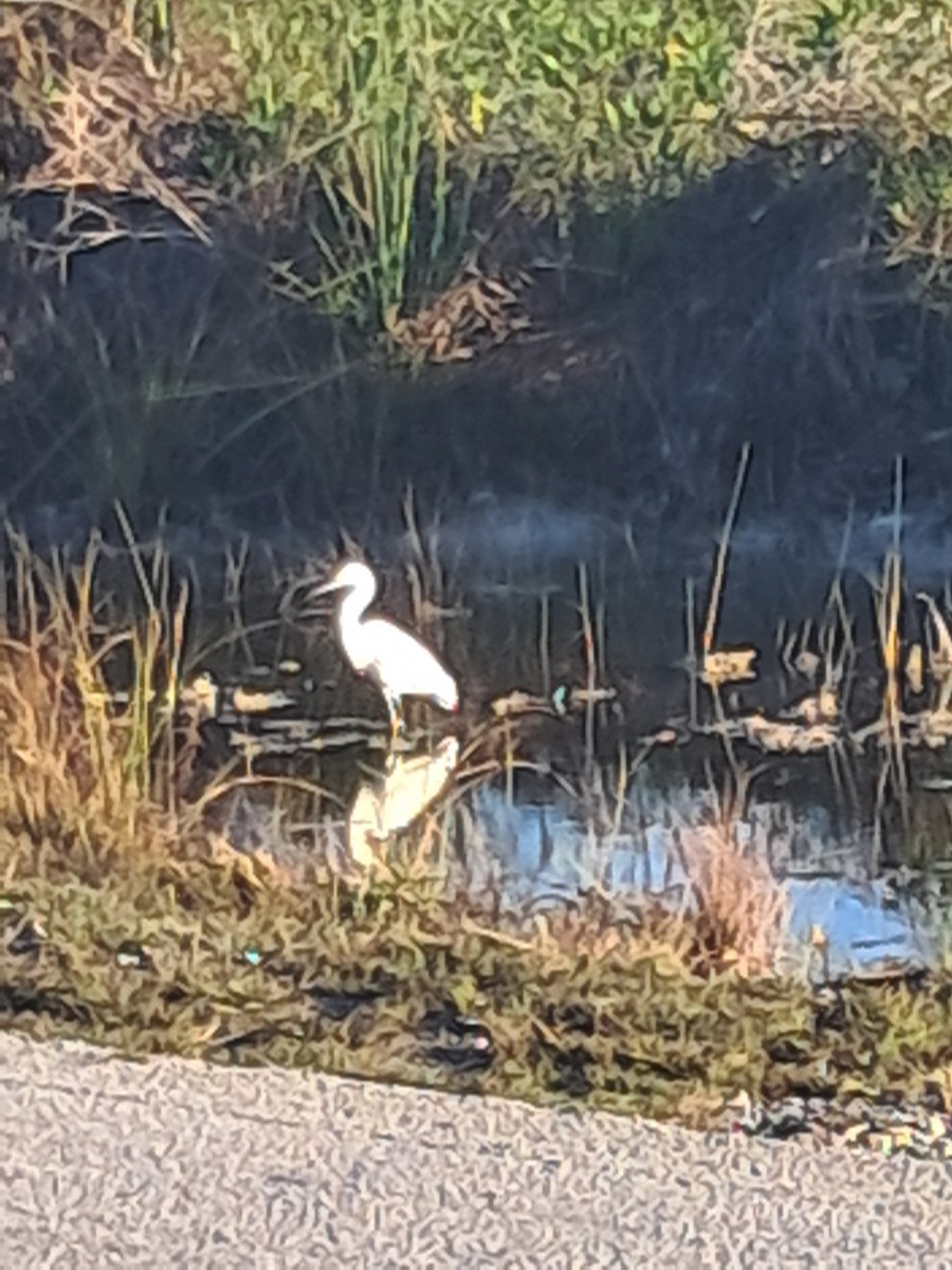 Great Egret - ML646685753