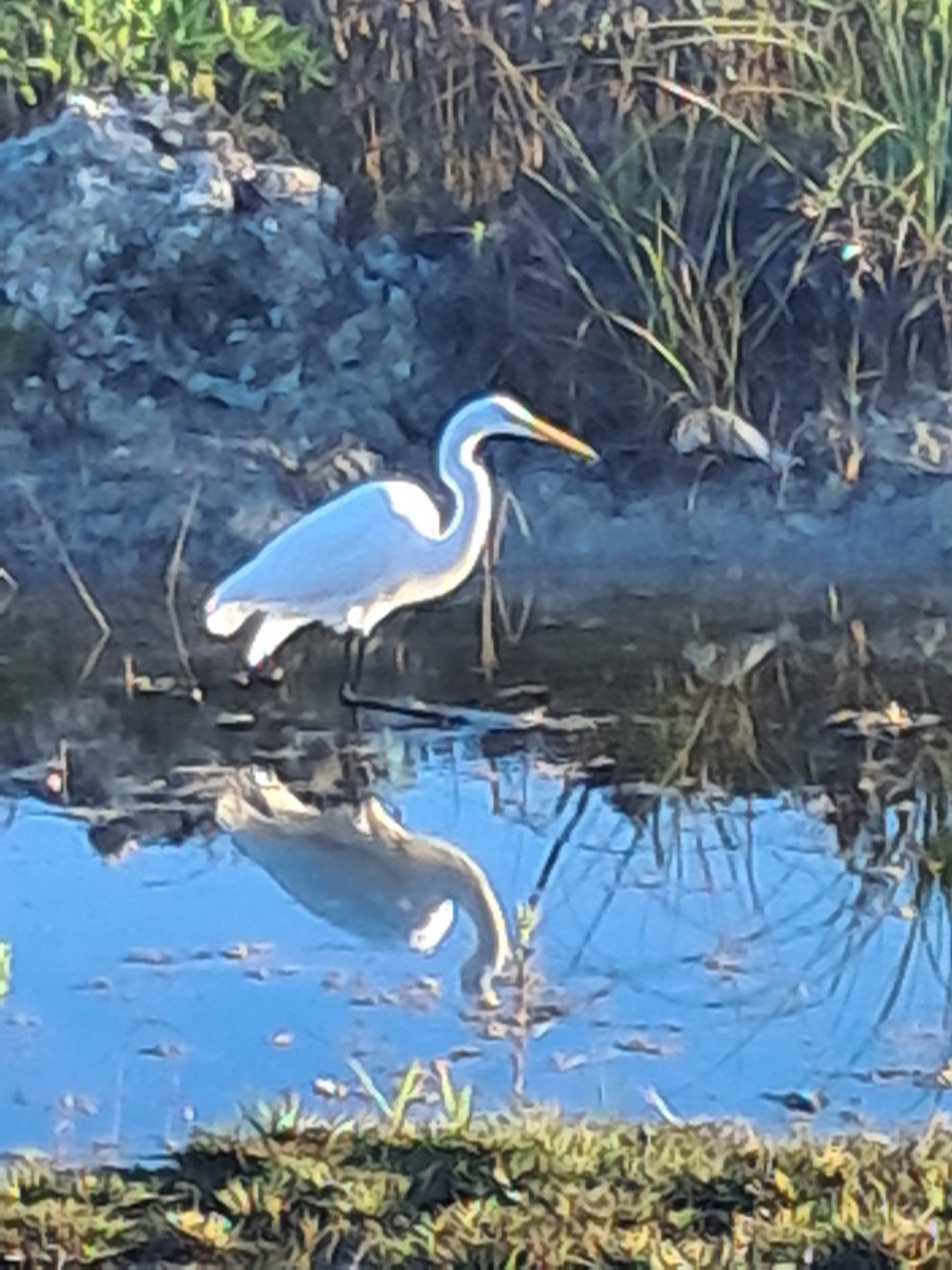 Great Egret - ML646685754