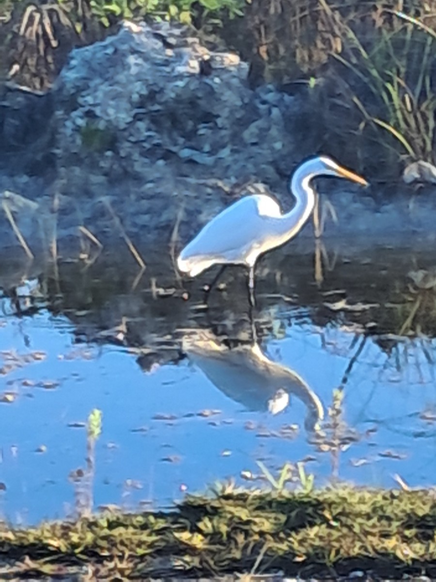 Great Egret - ML646685755