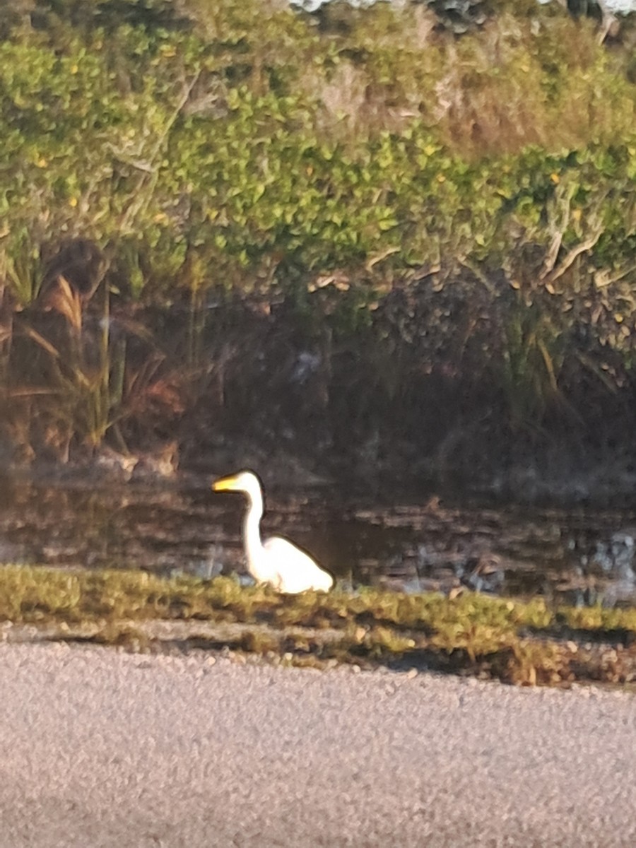 Great Egret - ML646685756