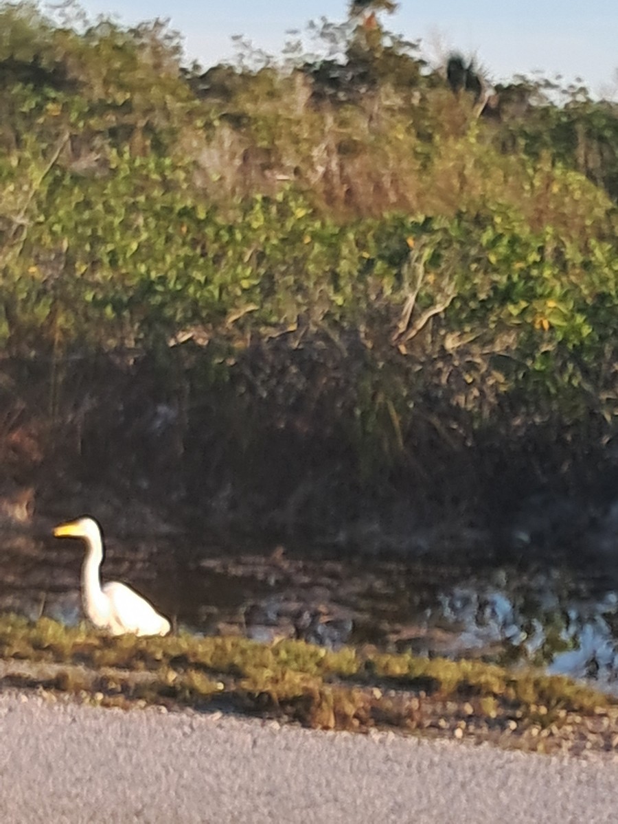 Great Egret - ML646685757