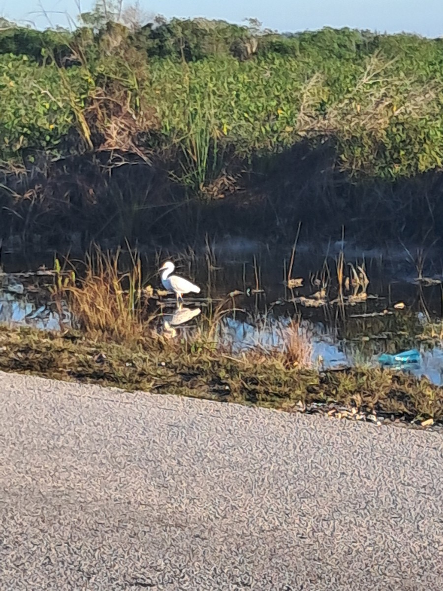 Great Egret - ML646685758