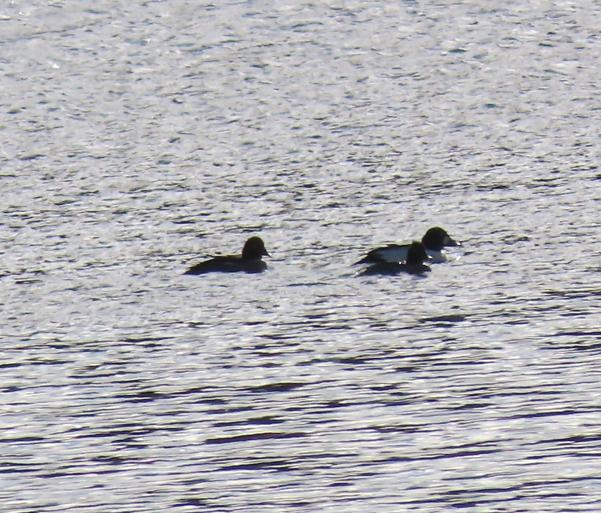 Common Goldeneye - ML646685760