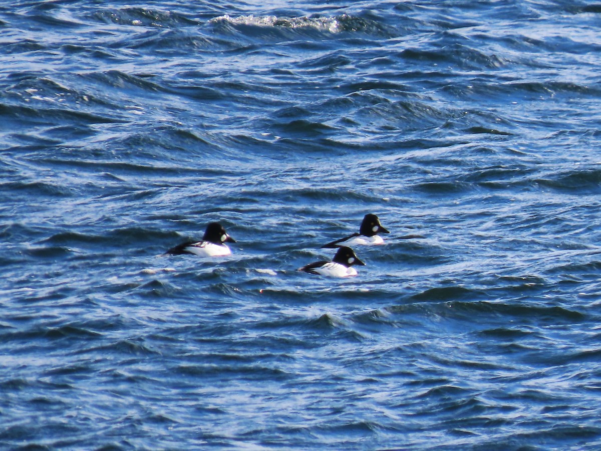 Common Goldeneye - ML646685761