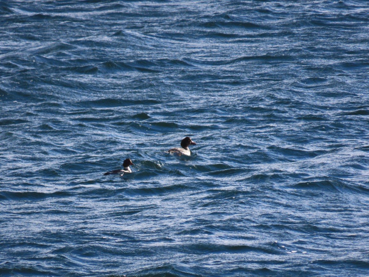 Common Goldeneye - ML646685762