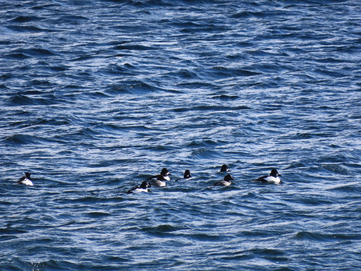 Common Goldeneye - ML646685763