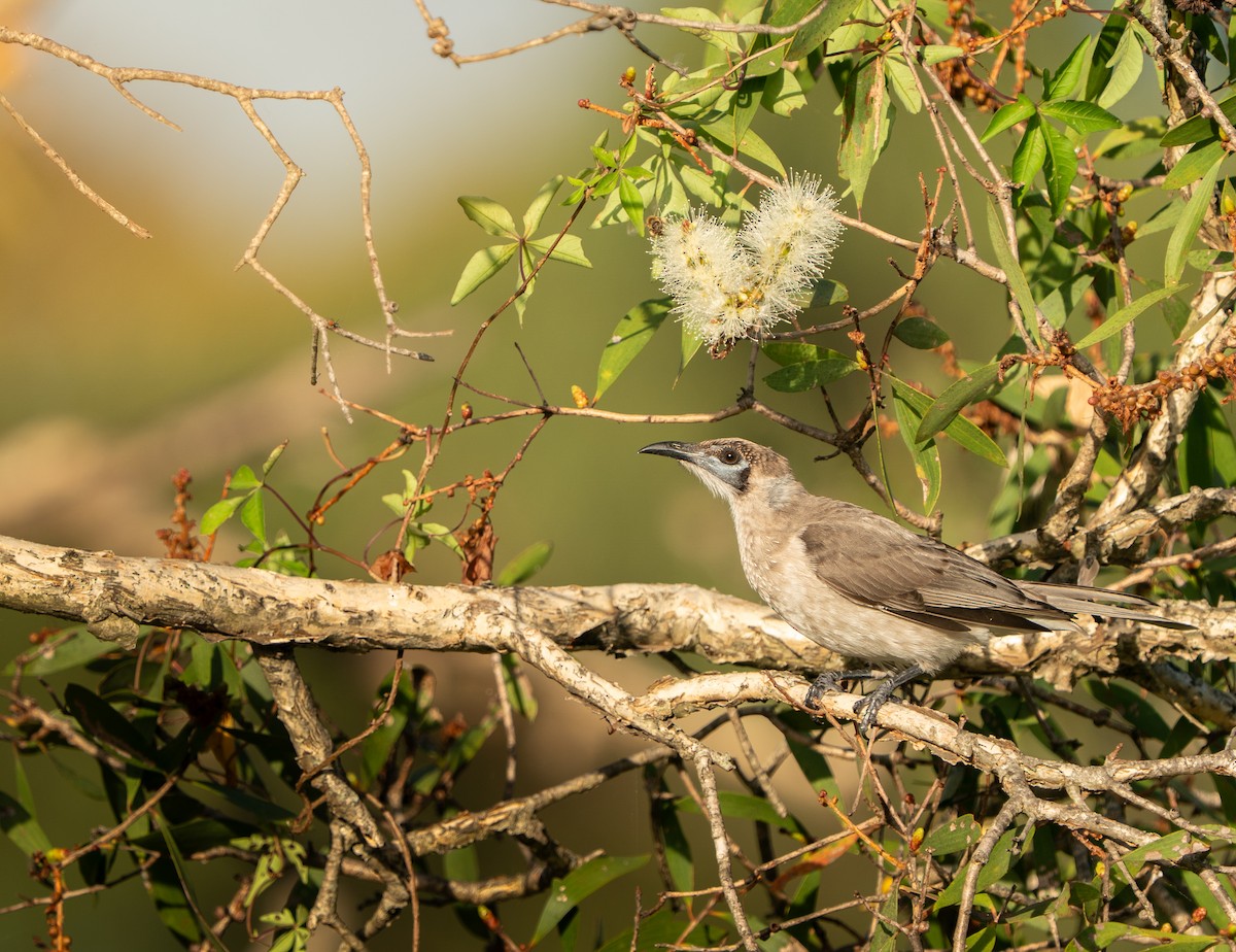 ヒメハゲミツスイ - ML646685764