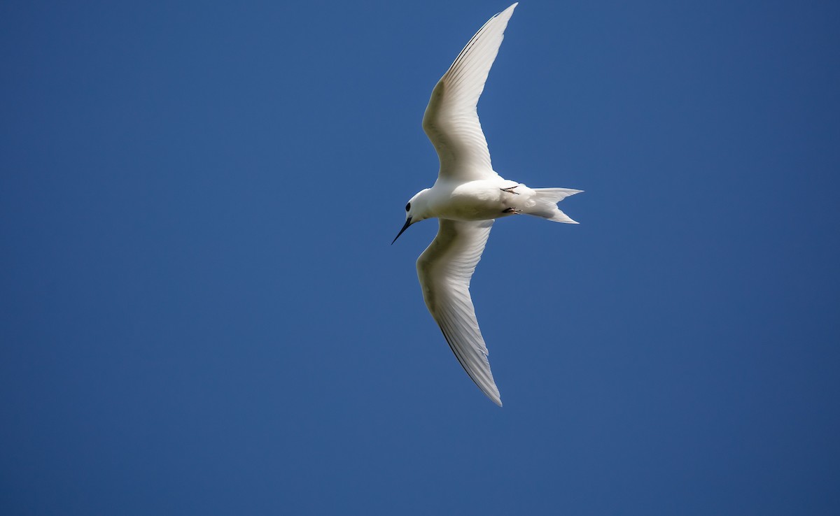 Blue-billed White-Tern - ML646685765