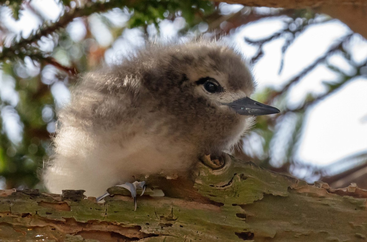 Blue-billed White-Tern - ML646685766